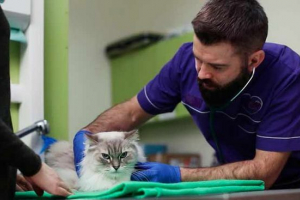 Мікоплазмоз у котах - яка небезпека для людини? Мікоплазмоз у котах - яка небезпека для людини?